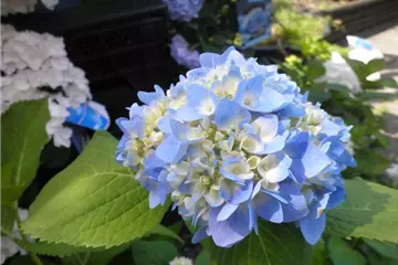 Hydrangea macr. 'Endless Summer'® blau