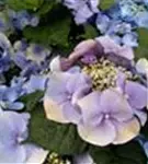 Fernaufnahme Blütenball Tellerhortensie Blaumeise