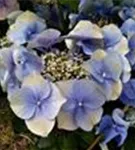 Blüten Lila Tellerhortensie Blaumeise