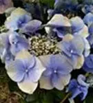 Blüten Lila Tellerhortensie Blaumeise