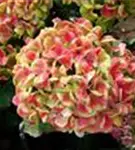 Rosa Blüten Hydrangea macrophylla 'Magical Coral'® rosa