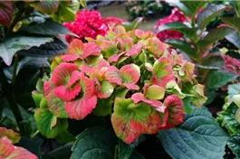 Bauernhortensie 'Magical Green Cloud'® - Hydrangea macrophylla 'Magical Green Cloud'®