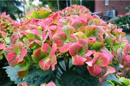 Bauernhortensie 'Magical Green Cloud'® - Hydrangea macrophylla 'Magical Green Cloud'®
