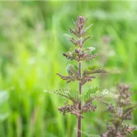 Unkraut oder Hilfskraut?