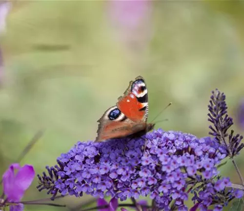 Ökologisch gärtnern – Garten im Einklang mit der Natur Ökologisch gärtnern – Garten im Einklang mit der Natur