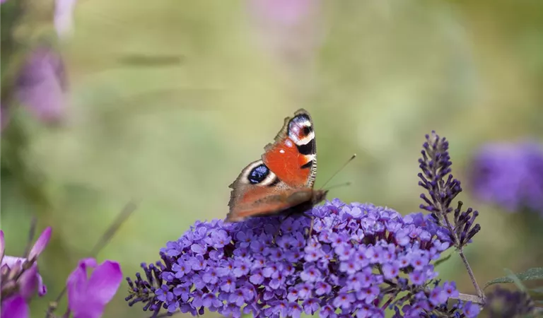 Ökologisch gärtnern – Garten im Einklang mit der Natur