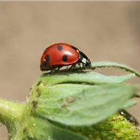 Ökologisch gärtnern mit Nützlingen