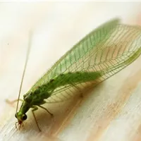 Unkräuter und Wildkräuter im Garten