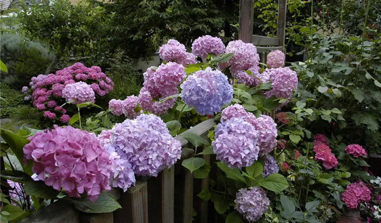 Die richtigen Pflanzpartner für Hortensien im Beet