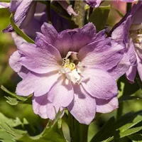 Auf gute Nachbarschaft für Hortensien im Beet Auf gute Nachbarschaft für Hortensien im Beet