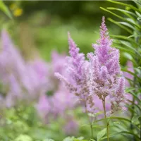 Immer und überall ein Highlight Immer und überall ein Highlight