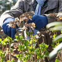 Leichter Rückschnitt für die Ungeduldigen Leichter Rückschnitt für die Ungeduldigen