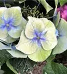 Blüten Tellerhortensie Blaumeise Nahaufnahme