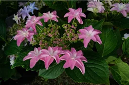 Tellerhortensie Hovaria® 'Elleair Anniversary' ros - Hydrangea Hovaria® 'Elleair Anniversary' rosa