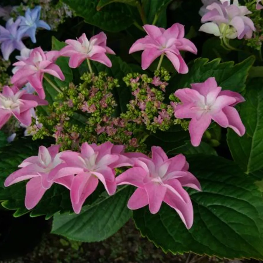 Artikelaufnahme Tellerhortensie Hovaria® 'Elleair Anniversary' rosa