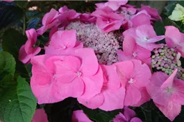 Tellerhortensie 'Blaumeise' rosa - Hydrangea macrophylla 'Blaumeise' rosa