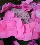 Hydrangea macrophylla 'Blaumeise' rosa