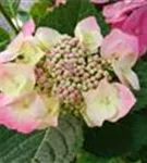 Tellerhortensie 'Blaumeise' rosa