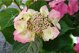 Tellerhortensie 'Blaumeise' rosa - Hydrangea macrophylla 'Blaumeise' rosa