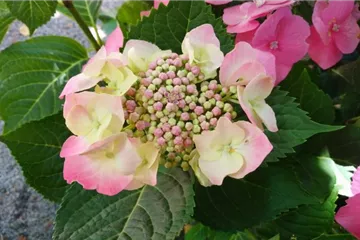 Tellerhortensie 'Blaumeise' rosa - Hydrangea macrophylla 'Blaumeise' rosa