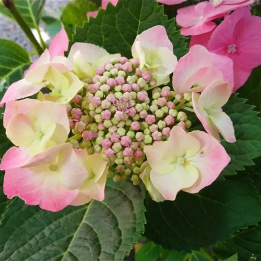 Tellerhortensie 'Blaumeise' rosa