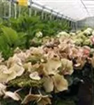 Hydrangea macrophylla rosa