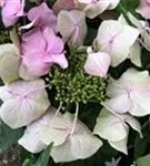 Tellerhortensie rosa