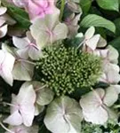 Hydrangea macrophylla 'Blaumeise'