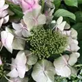 Hydrangea macrophylla 'Blaumeise'