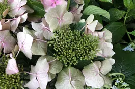 Tellerhortensie 'Blaumeise' rosa - Hydrangea macrophylla 'Blaumeise' rosa