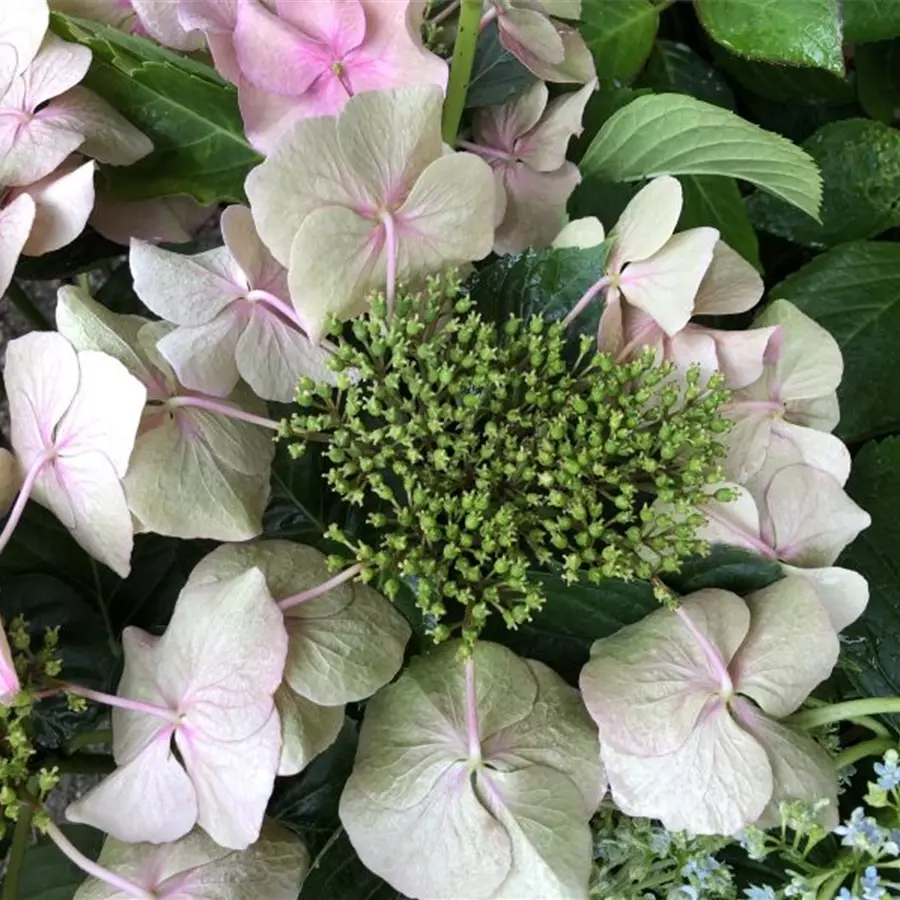 Hydrangea macrophylla 'Blaumeise'