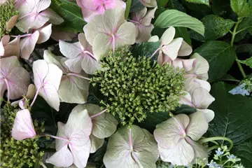 Tellerhortensie 'Blaumeise' rosa - Hydrangea macrophylla 'Blaumeise' rosa