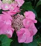 Tellerhortensie 'Blaumeise'