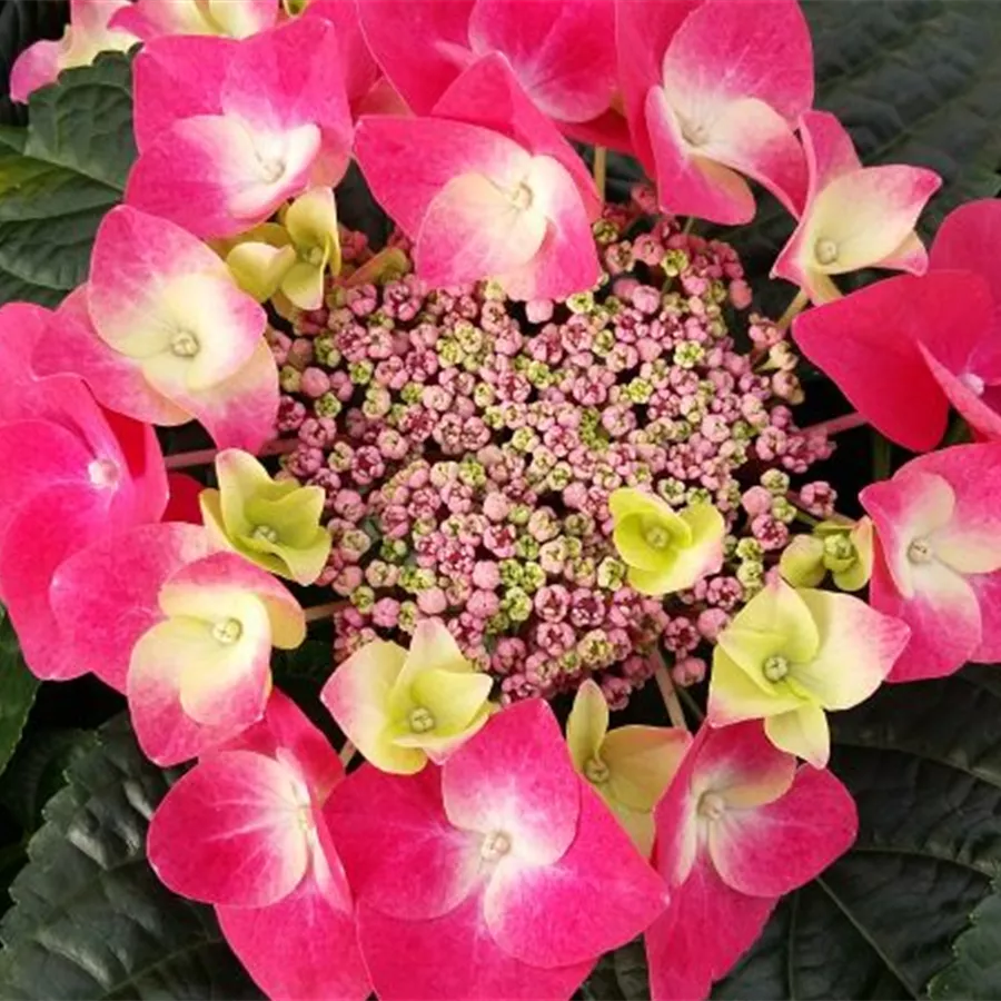Tellerhortensie 'Frisbee'® Hot Pink