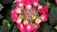 Hydrangea macrophylla 'Frisbee'® Hot Pink