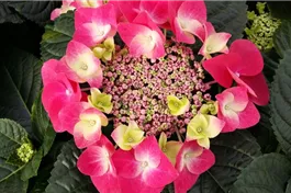 Tellerhortensie 'Frisbee'® Hot Pink - Hydrangea macrophylla 'Frisbee'® Hot Pink