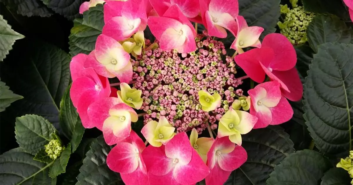 Hydrangea macrophylla 'Frisbee'® Hot Pink