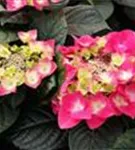 Tellerhortensie 'Frisbee'® Hot Pink