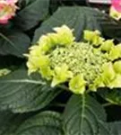 pinke Hydrangea macrophylla 'Frisbee'® Hot Pink