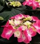 Hortensie 'Frisbee'®