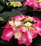 Hortensie 'Frisbee'®