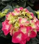 Hydrangea macrophylla 'Frisbee'®
