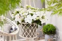Hydrangea Runaway Bride® 'Snow White'