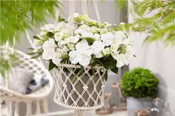 Girlanden-Hortensie Runaway Bride® - Hydrangea Runaway Bride® 'Snow White'
