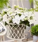 Weiße Blüten Girlanden-Hortensie Runaway Bride®