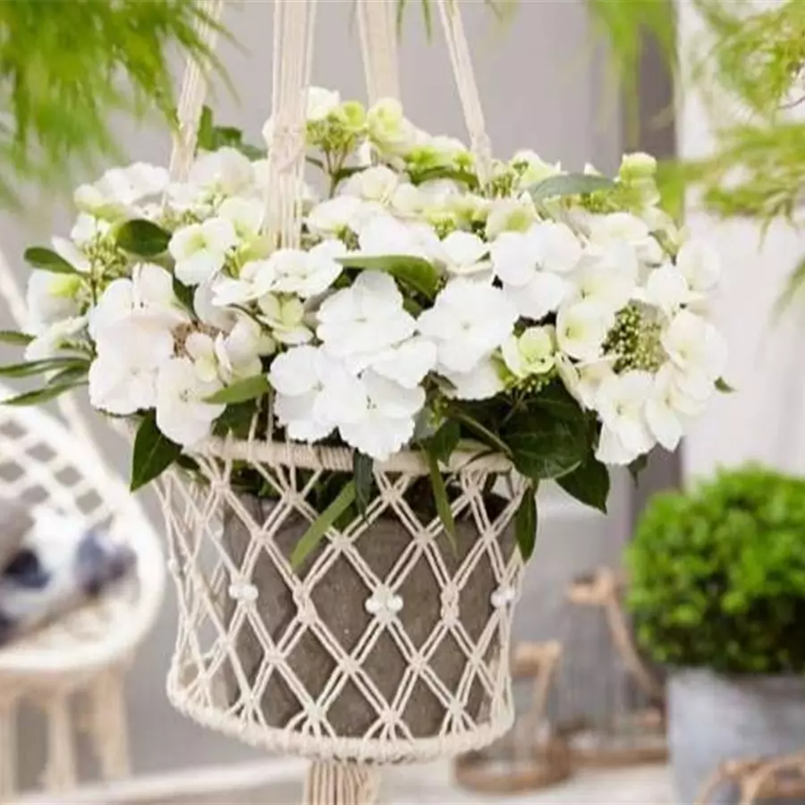 Weiße Blüten Girlanden-Hortensie Runaway Bride®