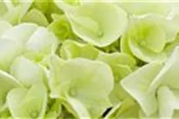 - Hortensien  - Hortensien