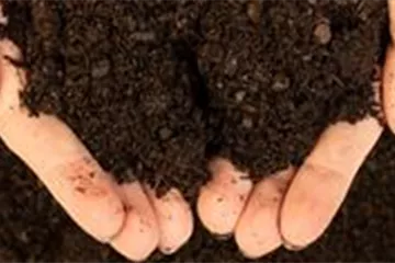 - Hortensienerde  - Hortensienerde