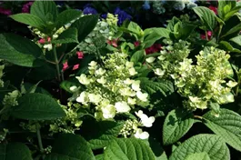 Rispenhortensie 'Little Quick Fire' -R- - Hydrangea paniculata 'Little Quick Fire'