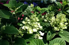 Rispenhortensie 'Little Quick Fire' ® - Hydrangea paniculata 'Little Quick Fire' ®